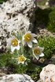 Pulsatilla vulgaris-6 Sasanka zwyczajna